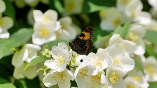 Schmetterlinge bestäuben weiße Jasminblüten im Frühlingsgarten