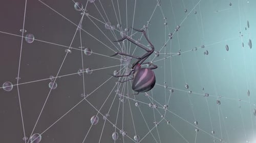 Spider on Web