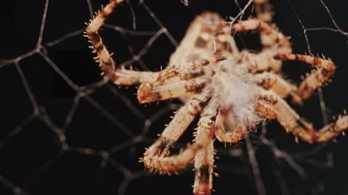 Close up of a spider sitting in its web, showing intricate details of its body and fine silk threads