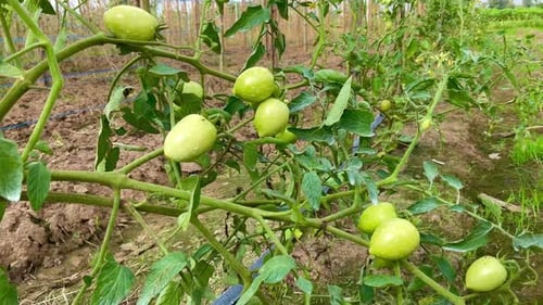 fresh green tomatoes
