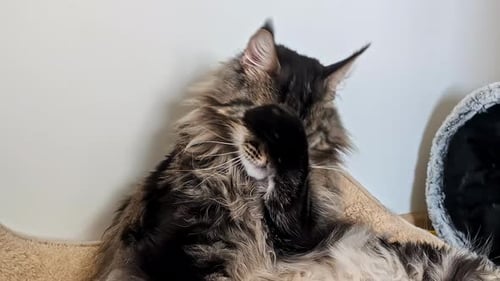 Large, adult Maine coon cat groom itself