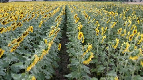 Sunflowers Field