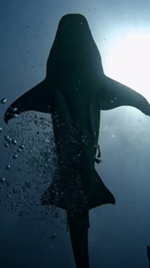 Open Ocean Footage Of Lone Shark Swimming