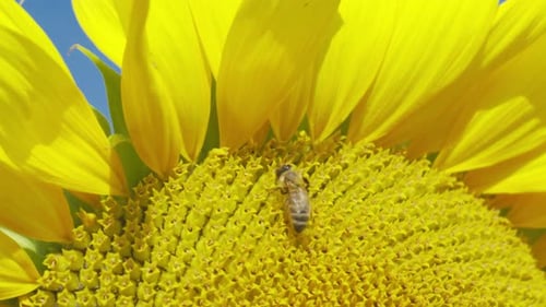Close-up of a vibrant yellow sunflower with a bee, set against a bright summer