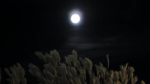 Pleine lune brillante au-dessus de l'herbe qui se balance doucement - Vue nocturne paisible et onirique