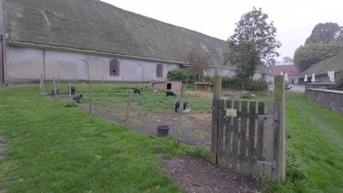 Goats at a Danish farm.
