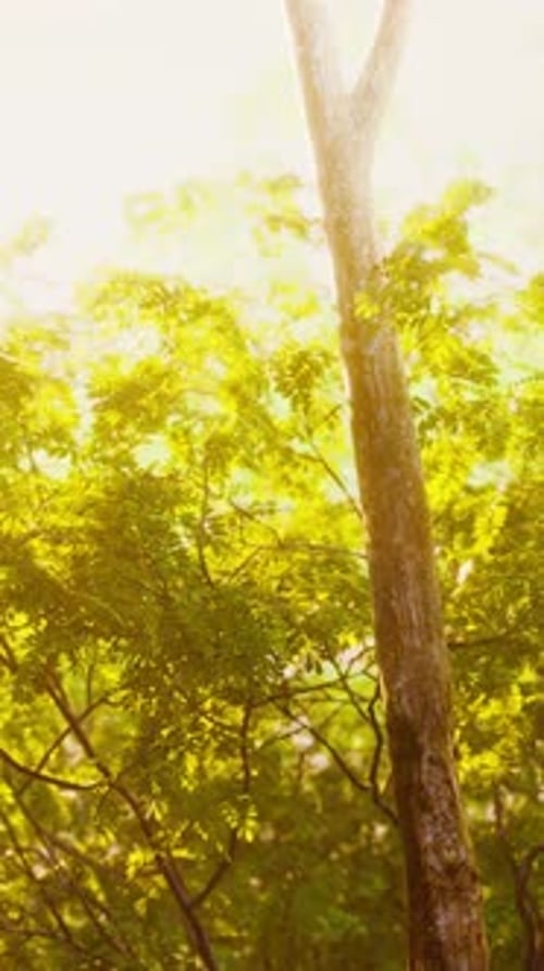Late Summer Sunlight Breaking Through the Trees