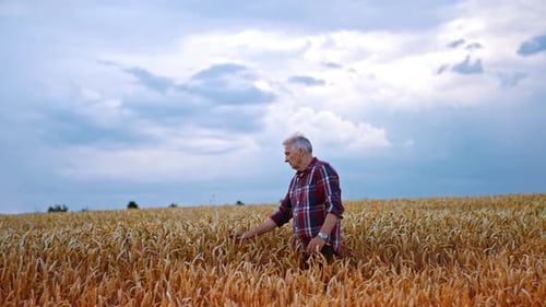 Adult farmer in the beautiful field of ripe wheat at sunset.
