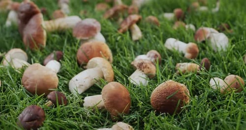 Fresh Mushrooms on Green Grass