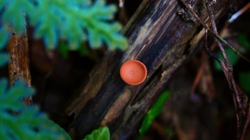 Vibrant Orange Fungus Growing on Decaying Log in Forest Nature and Ecology
