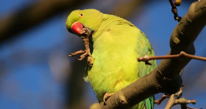 Green Parrot Perched on a Tree Branch, Nature Stock Footage ft. parrot ...