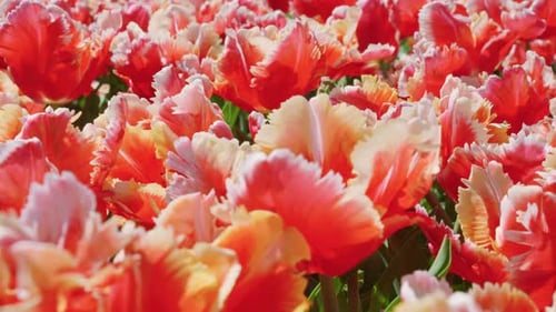 Flowerbed with bright red tulip flowers in spring.