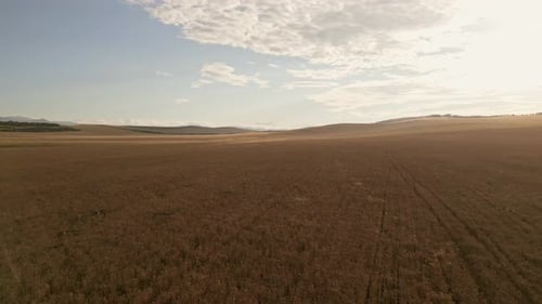 Crop field on sunset