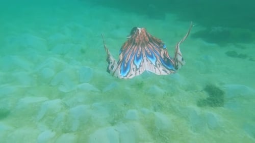 Meerjungfrau-Sirene, sexy Frau, mythisches Meerestier, schwimmt im Meer, offenes Wasser, Unterwasseraufnahmen