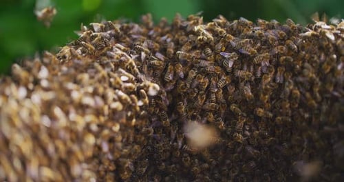 Very Close Shot of Working Bees in the Hive