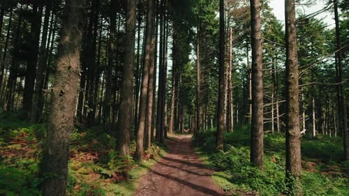 Mountain Road in the Midst of Centuriesold Pines in Autumn