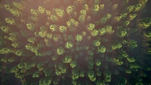 Flight over the misty forest