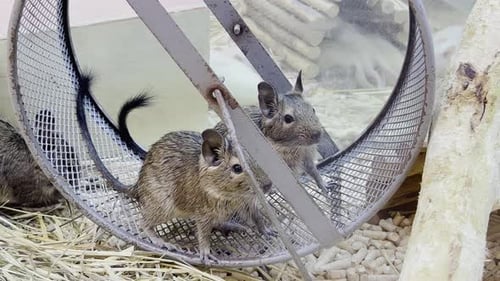 A Pair of Gray Mice are Sitting in a Cage Beautiful Domestic Rodents