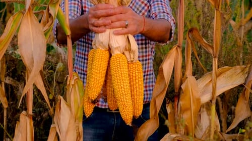 A Man Farmer Harvests Corn in a Field Selective Focus