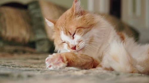 Adorable Orange and White Cat Grooming Itself