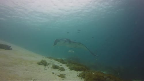 Huge manta ray swims close whilst getting cleaned.
