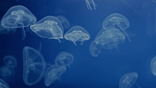 Bioluminescent Jellyfishes Floating Effortlessly Glowing Softly in Deep Sea Ideal for Nature Marine