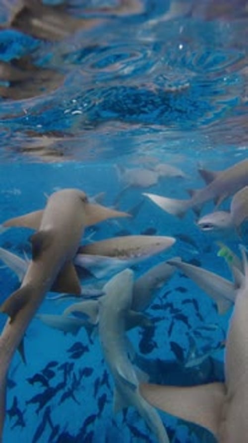 Group of Nurse Sharks Underwater with Tropical Fishes in Blue Ocean Sharks in Tropical Sea in