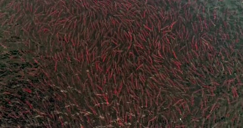 Salmon fish swimming in massive unified movement in Lake Kuril, Kamchatka