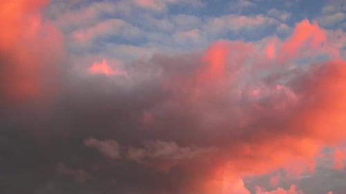 Tilting up shot of beautiful colored altocumulus clouds, stained red by the sunset in Waipara, New Z