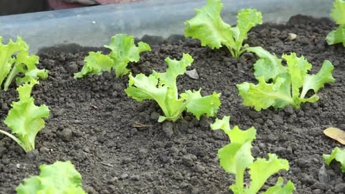 Planting Lettus Leaf in a Garden