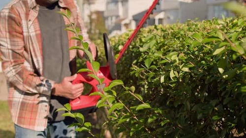 DIY Garden Hedge Trimming With Power Tool In Modern Suburban Backyard