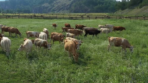 Cattle Grazing Peacefully in a Lush Green Pasture Surrounded By Rolling Hills