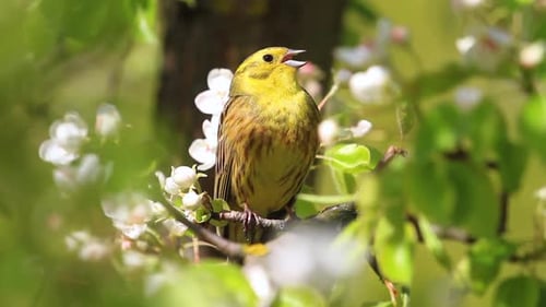 Bright Yellow Bird Singing on a Branch Surrounded by White Spring Blossoms