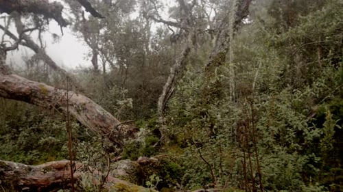 Lush Forest with Mossy Trees on a Foggy Day