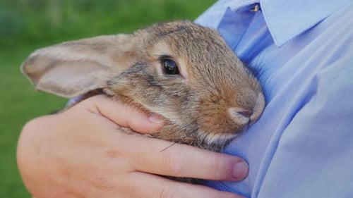 A Woman Gently Holds a Small Longeared Rabbit Close to Her As She Walks in Her Backyard on a Sunny