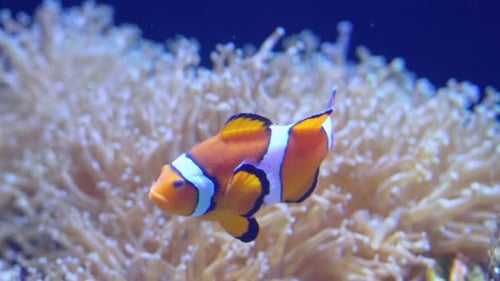 Colorful clownfish swims gracefully in reef habitat of a vibrant underwater