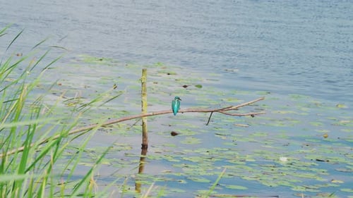 Vue arrière du martin-pêcheur perché sur une branche au-dessus d'un étang idyllique en Frise, aux Pays-Bas, alors que les hautes herbes se succèdent