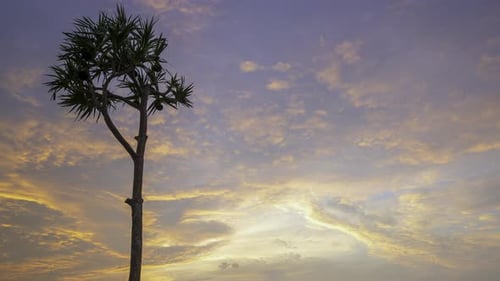 La silueta solitaria de un árbol al atardecer.