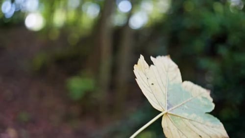 Closeup of Colorful Foliage in Soft Sunlight Serene Image of Mottled Autumn Leaves Over Forest Trail