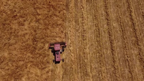 Aerial top down tracking shot of Combine Harvester cutting Wheat Field on Farmland
