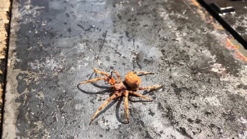 Wet spider trying to move over a concrete floor. Close up shot of an orange spider on a grey floor.