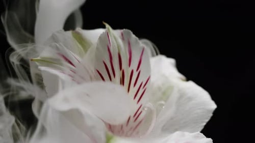 White Flower on Black Background in Smoke Smoking Fog Vapour Texture Closeup