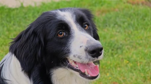 Portrait eines schwarz-weißen Hundes