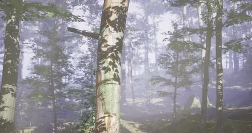 Misty Forest Landscape with Sunlight Filtering Through Tree Branches