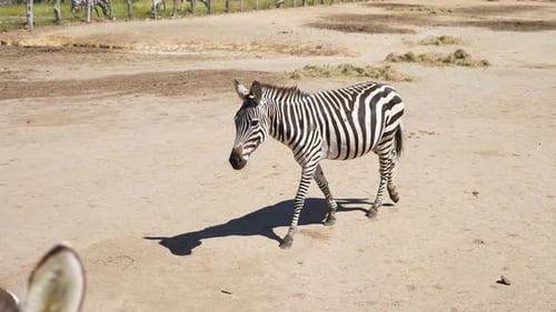 zebra walking alone in the african savanna