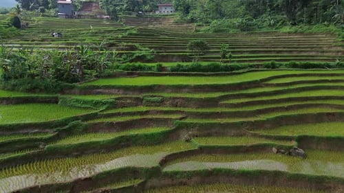 Aerial view over the beautiful rice terrace