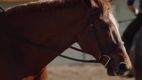 Young Girl on a Horse at a Riding School