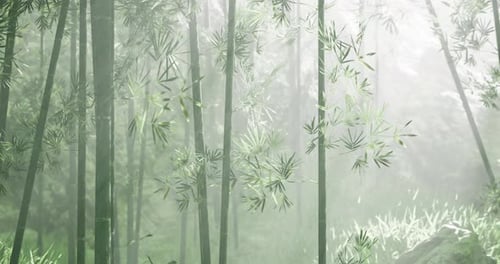 Lush Bamboo Forest Shrouded in Mist During a Tranquil Morning