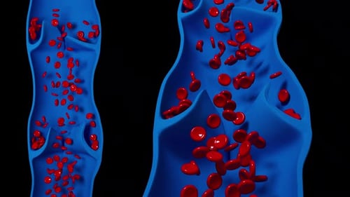 3D Blood Cells Flowing Through Veins with Functional Valves