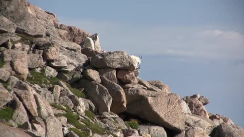 Mountain goat on Rock
